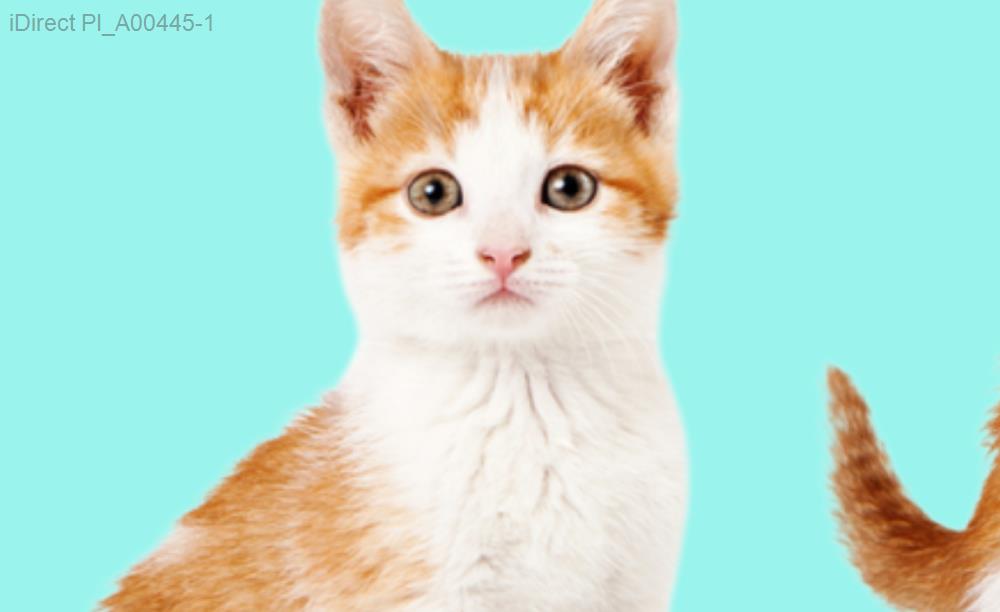 2023年必看！台灣十大寵物美容店推薦，讓毛孩煥然一新！示意圖